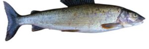 A grayling fish with a streamlined body and a large, upright dorsal fin against a white background.