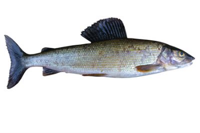 A grayling fish with a streamlined body and a large, upright dorsal fin against a white background.