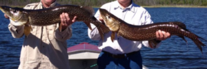 Two men standing in a boat hold large fish with a lake and tree line in the background, both smiling at the camera.