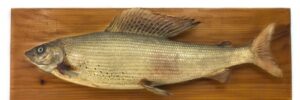 A mounted fish displayed on a wooden plaque against a white background.