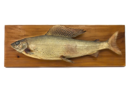 A mounted fish displayed on a wooden plaque against a white background.