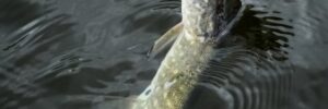 A fish with a lure in its mouth is being pulled from dark water on a fishing line.