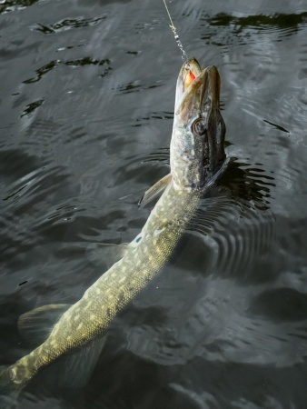 A fish with a lure in its mouth is being pulled from dark water on a fishing line.