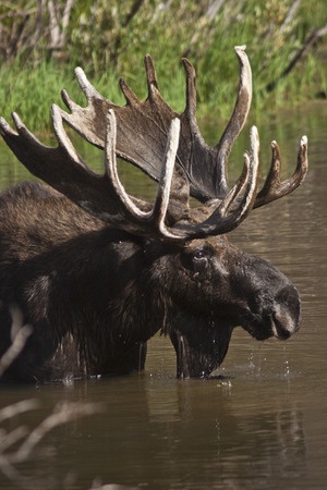 A moose with large antlers stands partially submerged in a body of water with greenery in the background.