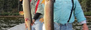 Two men in a boat holding large fish, with forested shoreline in the background.
