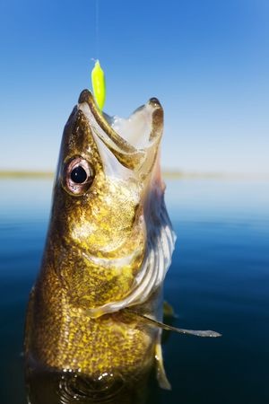 A fish with an open mouth is hooked on a fishing line above calm blue water under a clear sky.