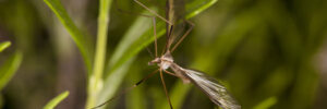 A crane fly perched on a green plant with its wings extended and long legs visible.