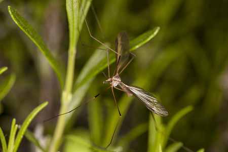 A crane fly perched on a green plant with its wings extended and long legs visible.