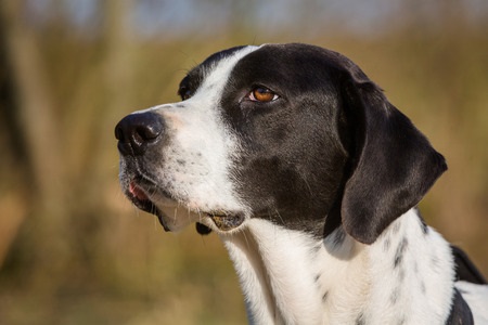 Black and white dog with short fur looking to the side, outdoors with a blurred background.