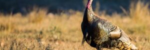 A wild turkey stands in a grassy field, illuminated by sunlight, with blurred background vegetation.