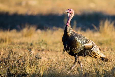 A wild turkey stands in a grassy field, illuminated by sunlight, with blurred background vegetation.