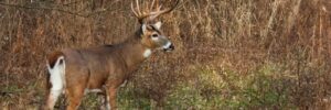 A white-tailed deer with antlers stands in a grassy, wooded area surrounded by dry grass and trees.