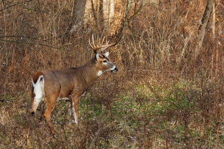 alert deer/buck prepares to run into the forest. cool autumn day, barren trees, bushes and fallen leaves make a natural background. profile of deer displays his massive antlers.