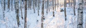 Snow-covered birch trees in a winter forest with sunlight shining through the trees.