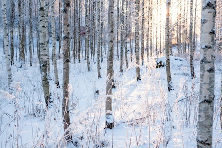 Snow-covered birch trees in a winter forest with sunlight shining through the trees.