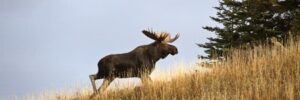 A moose with large antlers walks uphill through tall grass near a conifer tree under a cloudy sky.