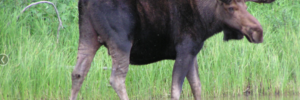 A moose with large antlers stands in shallow water near tall green grass and trees.