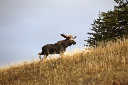 A moose with large antlers walks uphill through tall grass near a conifer tree under a cloudy sky.