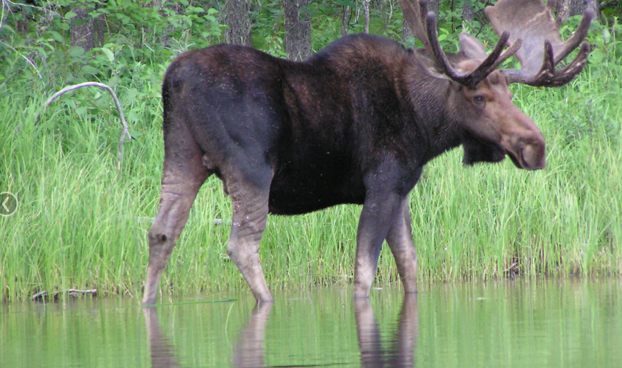 A moose with large antlers stands in shallow water near tall green grass and trees.
