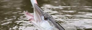 A fish emerges from the water with a fishing lure caught in its mouth.