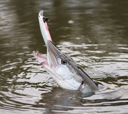 A fish emerges from the water with a fishing lure caught in its mouth.