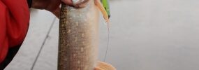 Person holding a northern pike fish above water, with a fishing rod and oar visible in the background.