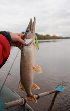 Person holding a northern pike fish above water, with a fishing rod and oar visible in the background.