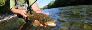 Angler in waders holding a freshly caught trout over a shallow, clear river with green trees in the background.