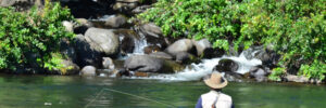 Person in a hat and vest fly fishing in a river near rocks and dense green foliage.