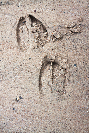 Two deer hoof prints are visible in wet sand.