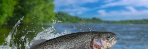 A trout leaps out of a river with splashing water, trees and blue sky in the background.