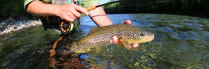 Person holding a brown trout with one hand while fly fishing in a clear river surrounded by trees.