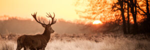 A stag with large antlers stands in a frosty field at sunrise with bare trees in the background.