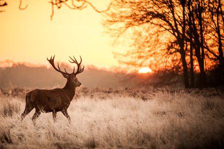 A stag with large antlers stands in a frosty field at sunrise with bare trees in the background.