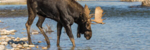 A moose stands at the edge of a rocky riverbank, drinking water with trees and rocks in the background.