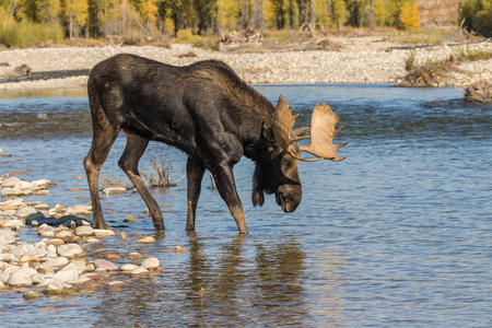 A moose stands at the edge of a rocky riverbank, drinking water with trees and rocks in the background.