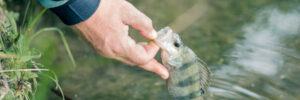 A person holds a small striped fish by the mouth over the water near the grassy edge of a pond or river.