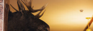 Mounted moose head with large antlers displayed on an interior wall under ceiling lights.