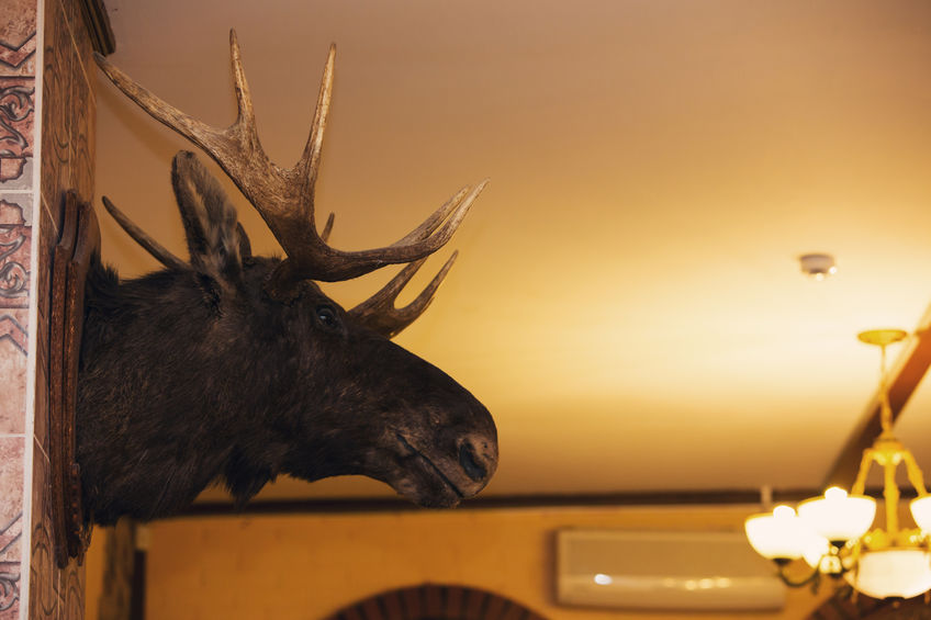 Moose Head display on wall