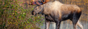 A large moose with antlers walks on grass near bushes, with autumn trees in the background.