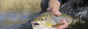 A person holds a brown trout partially submerged in water, preparing to release it back into the river.