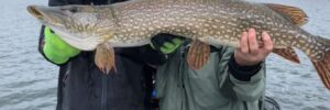 Two people standing on a boat hold a large fish together on a cloudy day, with water and trees in the background.