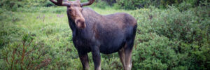 A moose with large antlers stands on green grass with dense bushes and trees in the background.
