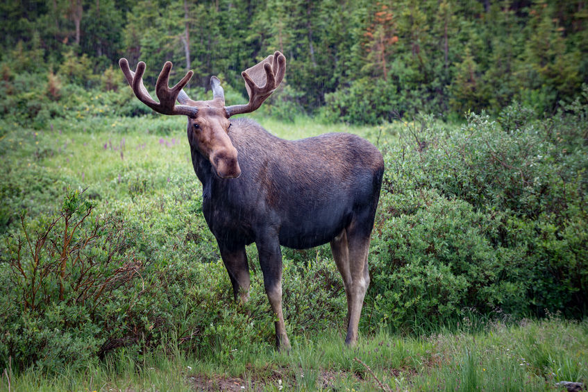 Moose standing tall in green field with antlers on show