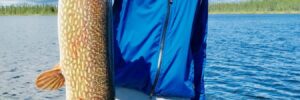 Person in blue jacket holding a large fish on a boat in a lake, with trees and blue sky in the background.