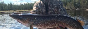 Person standing on a boat holding a large northern pike fish with a lake and forest in the background.