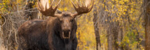 A large moose stands in a grassy area with yellow autumn foliage and trees in the background.