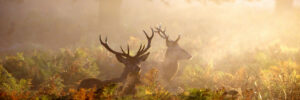 Two male deer with antlers stand in fern-filled undergrowth, surrounded by mist and soft, golden light.