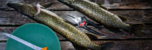 Two freshly caught pike fish on a wooden surface with a fillet knife, a pair of pliers, and a green plate nearby.