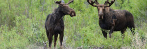 Two moose stand on rocky ground in front of green foliage, one with antlers and one without.